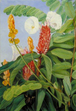 Копия картины "two swamp plants of java in flower" художника "норт марианна"