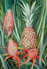 Репродукция картины "wild pine apple in flower and fruit, borneo" художника "норт марианна"