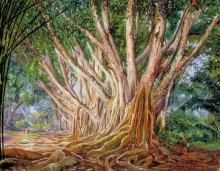 Картина "avenue of indian rubber trees at peradeniya, ceylon" художника "норт марианна"