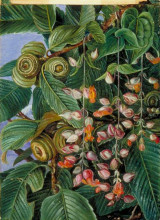Репродукция картины "a darjeeling oak festooned with a climber" художника "норт марианна"