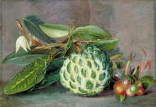 Репродукция картины "custard apple, native &#39;gooseberry&#39; of sarawak, and leaf locust" художника "норт марианна"