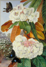 Репродукция картины "rhododendron falconeri from the mountains of north india" художника "норт марианна"