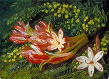 Репродукция картины "australian spear lily and an acacia" художника "норт марианна"