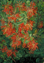 Репродукция картины "burning bush and emu wren of chili" художника "норт марианна"
