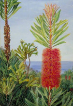 Картина "flowers of a west australian shrub and kangaroo feet" художника "норт марианна"