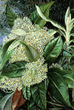 Копия картины "olearia argophylla" художника "норт марианна"