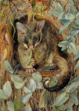 Картина "possum up a gum tree" художника "норт марианна"