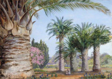 Репродукция картины "specimens of the coquito palm of chile in camden park, new south wales" художника "норт марианна"