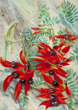Репродукция картины "the australian parrot flower" художника "норт марианна"