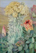 Репродукция картины "giant everlasting and protea on the hills near port elizabeth" художника "норт марианна"