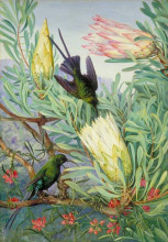 Репродукция картины "honeyflowers and honeysuckers, south africa" художника "норт марианна"