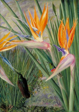 Копия картины "strelitzia and sugar birds, south africa" художника "норт марианна"
