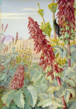 Картина "touch-me-not and sugar-birds at tulbagh, south africa" художника "норт марианна"