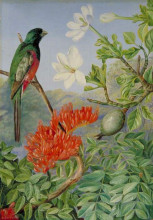 Репродукция картины "two flowering shrubs of natal and a trogon" художника "норт марианна"