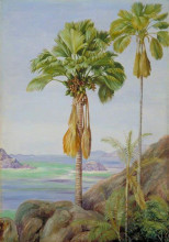 Картина "male and female trees of the coco de mer in praslin" художника "норт марианна"