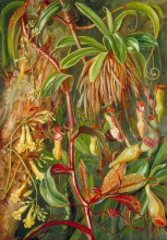 Копия картины "seychelles pitcher plant and bilimb marron" художника "норт марианна"