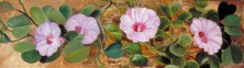 Репродукция картины "a sand-binding plant of tropical shores" художника "норт марианна"
