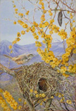 Картина "armed bird&#39;s nest in acacia bush, chile" художника "норт марианна"