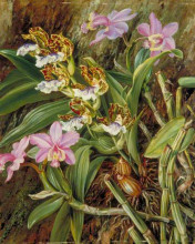 Репродукция картины "brazilian orchids" художника "норт марианна"