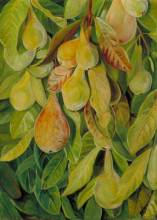 Репродукция картины "cabazina pears, brazil" художника "норт марианна"