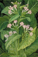Репродукция картины "common tobacco" художника "норт марианна"