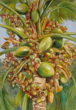 Картина "female coco de mer bearing fruit covered with small green lizards" художника "норт марианна"