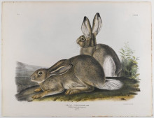 Копия картины "townsend&#39;s rocky mountain hare" художника "одюбон джон джеймс"