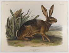 Картина "california hare" художника "одюбон джон джеймс"
