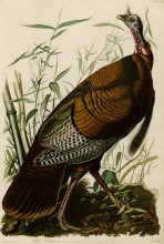 Картина "plate 1. wild turkey" художника "одюбон джон джеймс"