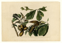 Копия картины "plate 2. yellow-billed cuckoo" художника "одюбон джон джеймс"