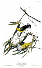 Копия картины "plate 3. prothonotary warbler" художника "одюбон джон джеймс"