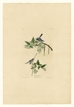 Картина "plate 84 blue-grey fly-catcher" художника "одюбон джон джеймс"