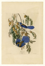 Репродукция картины "plate 87 florida jay" художника "одюбон джон джеймс"
