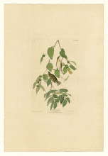 Картина "plate 88 autumnal warbler" художника "одюбон джон джеймс"