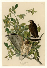 Репродукция картины "plate 91 broad-winged hawk" художника "одюбон джон джеймс"