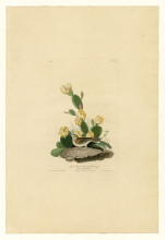 Репродукция картины "plate 94 grass finch or bay-winged bunting" художника "одюбон джон джеймс"