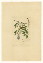 Копия картины "plate 95 yellow-poll warbler" художника "одюбон джон джеймс"