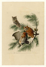 Картина "plate 97 little screech owl" художника "одюбон джон джеймс"