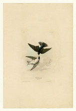 Копия картины "plate 98 white-bellied swallow" художника "одюбон джон джеймс"