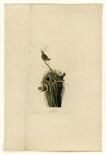 Копия картины "plate 100 marsh wren" художника "одюбон джон джеймс"