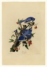 Картина "plate 102 blue jay" художника "одюбон джон джеймс"