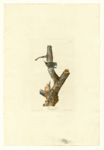 Копия картины "plate 105 red-breasted nuthatch" художника "одюбон джон джеймс"