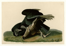 Картина "plate 106 black vulture or carrion crow" художника "одюбон джон джеймс"