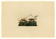 Картина "plate 108 fox-coloured sparrow" художника "одюбон джон джеймс"