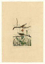 Картина "plate 109 savannah finch" художника "одюбон джон джеймс"