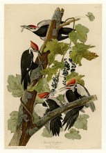 Репродукция картины "plate 111 pileated woodpecker" художника "одюбон джон джеймс"