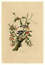 Репродукция картины "plate 112 downy woodpecker" художника "одюбон джон джеймс"