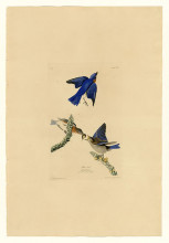 Картина "plate 113 blue-bird" художника "одюбон джон джеймс"