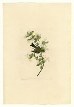 Картина "plate 115 wood pewee" художника "одюбон джон джеймс"