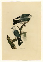 Репродукция картины "plate 117 mississippi kite" художника "одюбон джон джеймс"